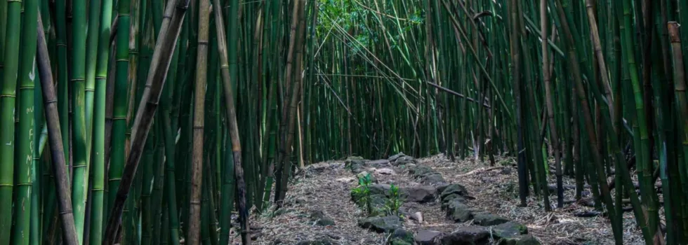 Bamboo forest hana maui