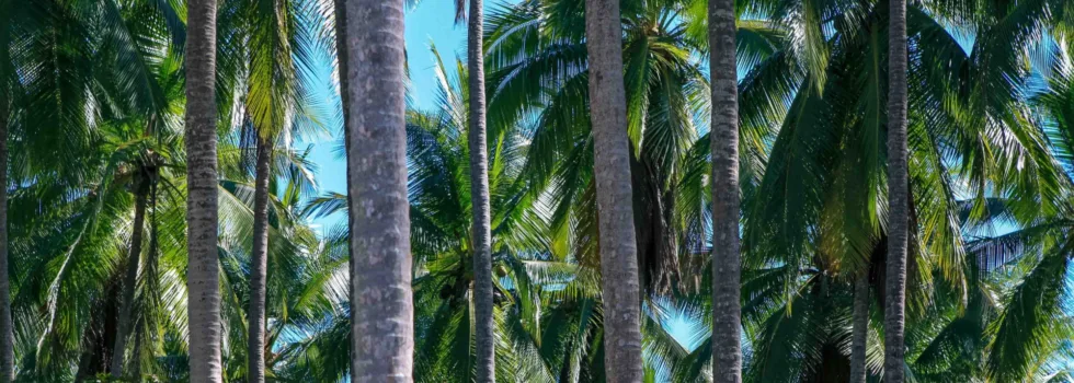 Hana maui palm trees