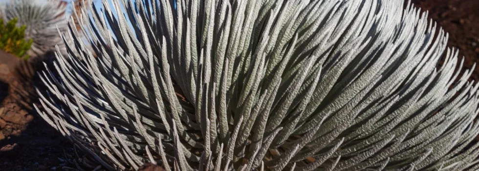 Silver sword plant haleakala
