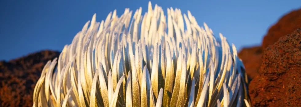 Silversword plant haleakala