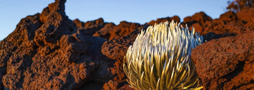 Silversword on haleakala trail