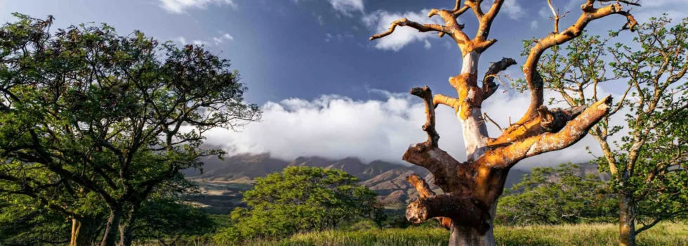 Kaupo tree on hana hwy