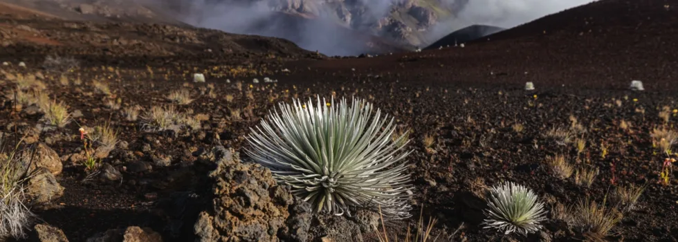 Silversword in haleakala crater