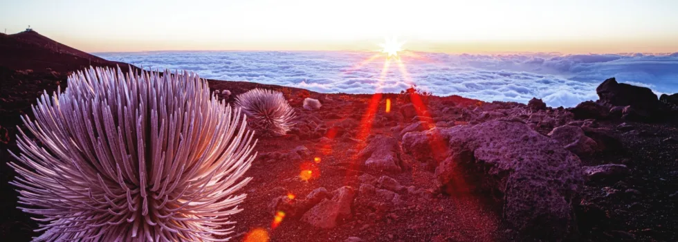 Silversword at sunrise