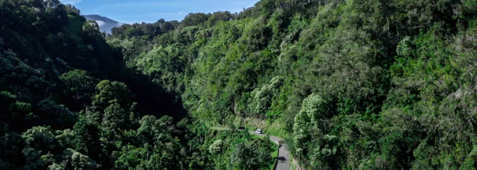 Hana tour shuttle on curved road