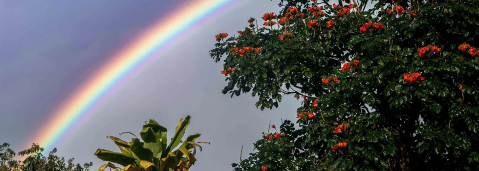 Rainbow over african tulip tree on road to hana