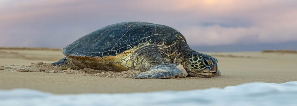 Turtles on maui beach
