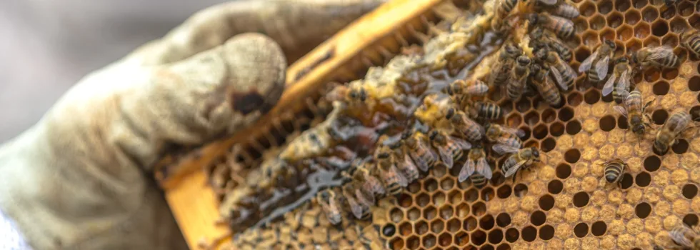 Bee farm maui