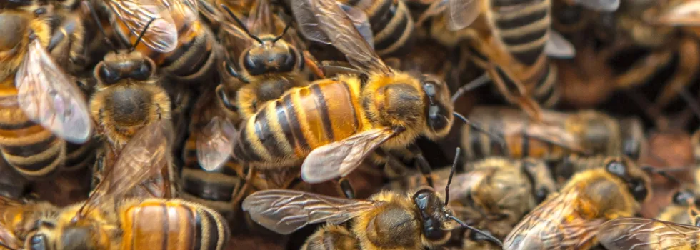 Bee farm on maui