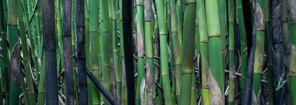 Bamboo forest trail maui