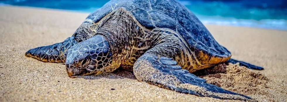 Hookipa beach sea turtle