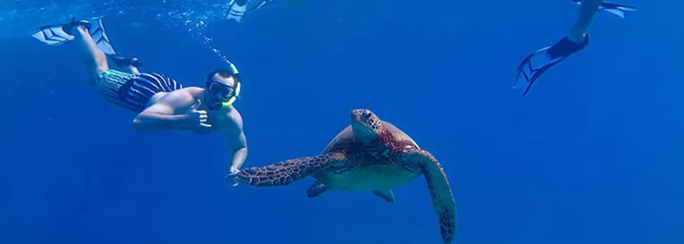 Turtle swimming maui tour kayak