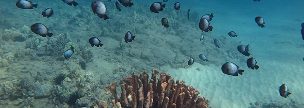 Best Maui Kayak Snorkel Tour