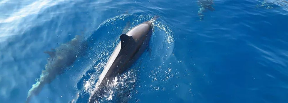 Kayak With Dolphins Maui