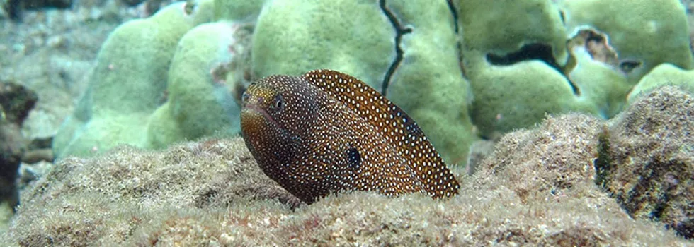 Snorkel With Eels Maui