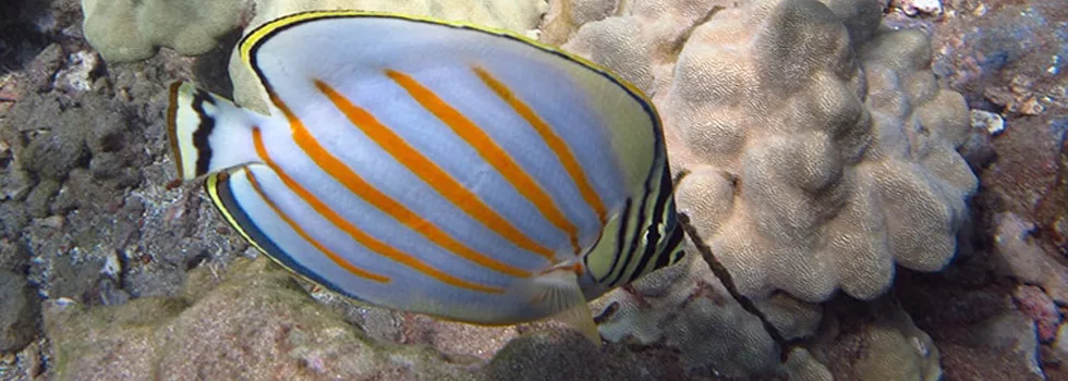 Snorkeling Butterfly Fish Kayak Maui