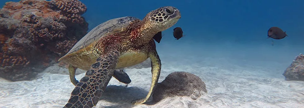 Turtle Snorkeling Tour Kayaks On Maui