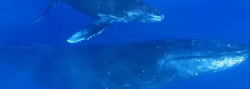 Whale Kayak Snorkel Tour Maui