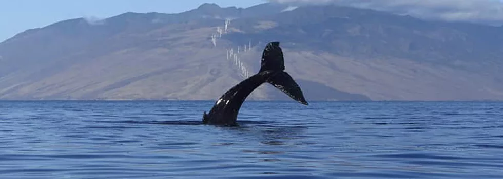 Whale Watching Kayak Tour Maui Makena