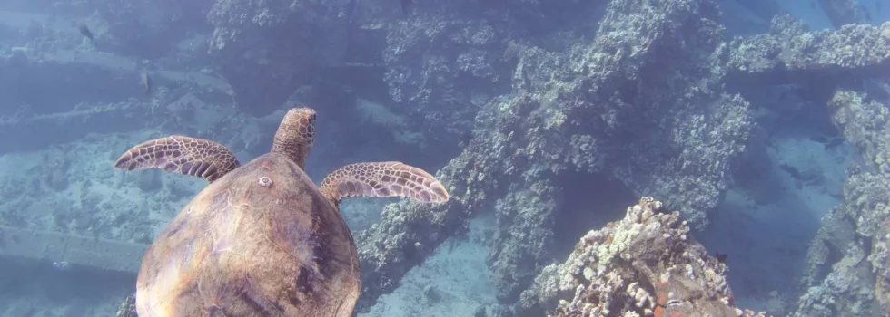 Refresher maui scuba dive