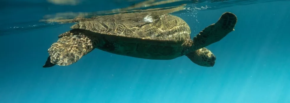 Snorkel charter maui