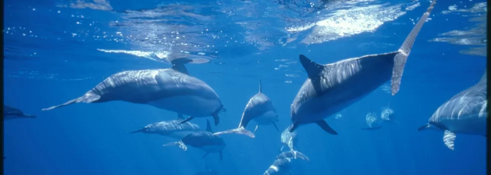 Dolphin viewing tour maui