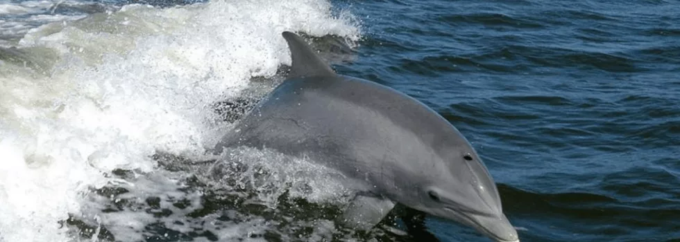 See dolphins on maui