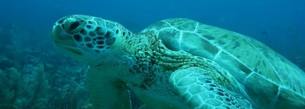 See turtles on maui