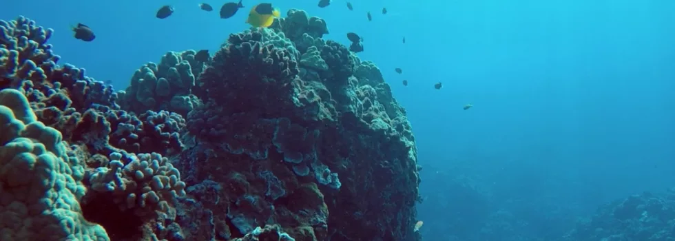 Snorkeling boat lanai