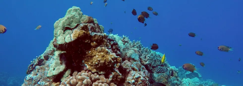 Tropical snorkeling reef lanai