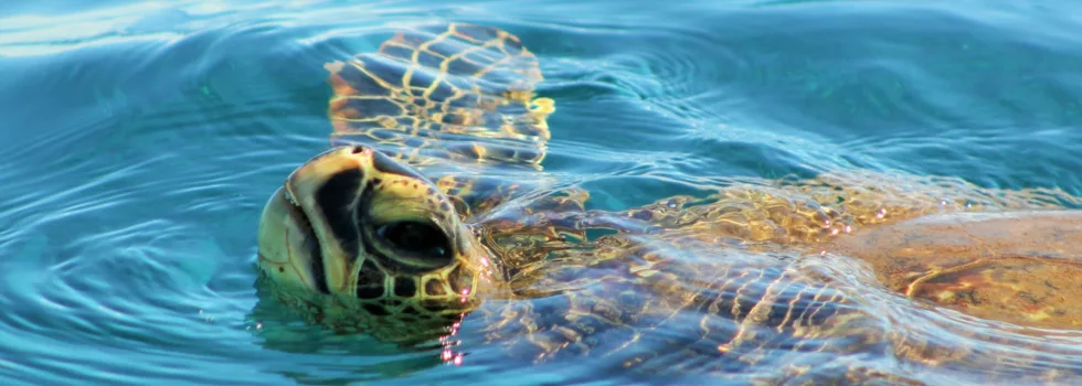 Turtle swimming lanai