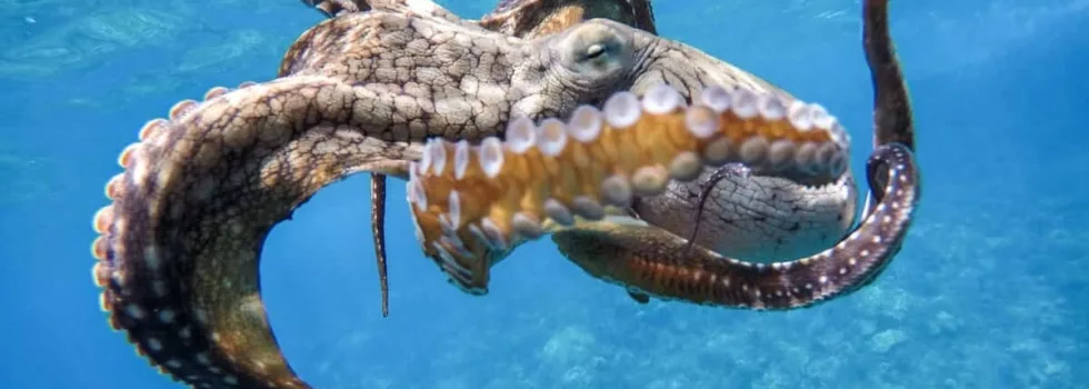 West lanai octopus tako