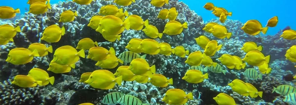 West lanai yellow tang
