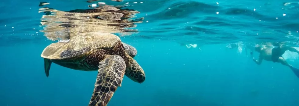 Snorkel lanai turtle