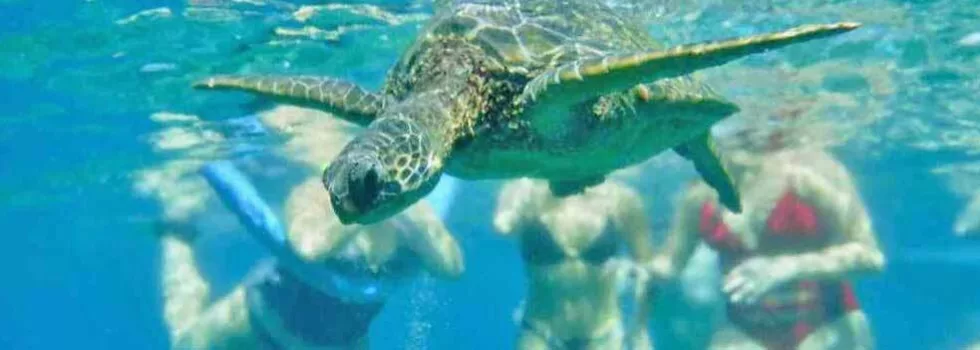 Swim turtles maui canoe tour