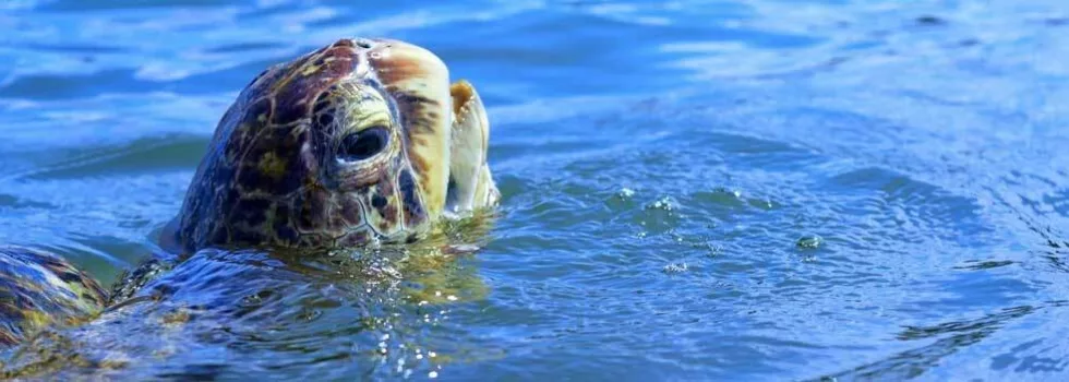 Swim with turtles maui