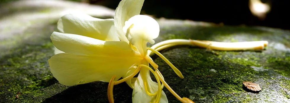 Iao valley best tour maui
