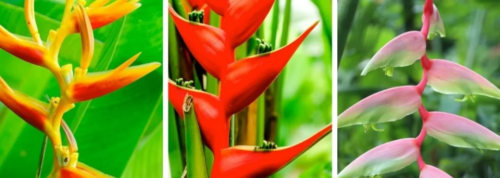 Heliconia flowers maui