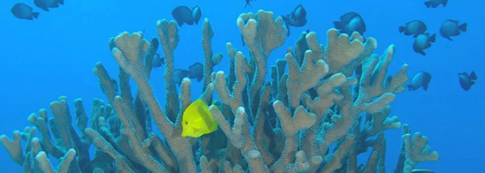 Maui snorkel tour boat