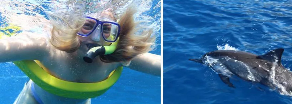 Snorkel with dolphins lanai