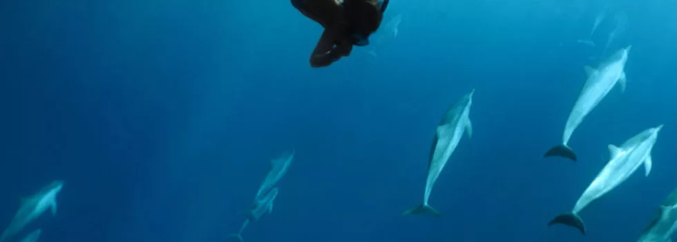 Maui swim with dolphins