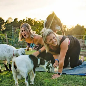 Yoga with Miniature Goats