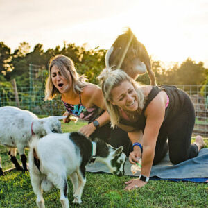 Yoga with Miniature Goats