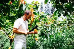 Chocolate Farm Tour and Tasting: Kauai cacao farm