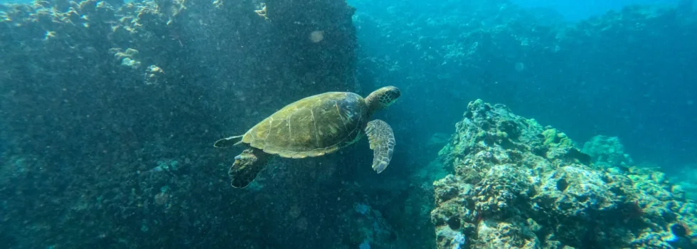 Coral gardens maui reef