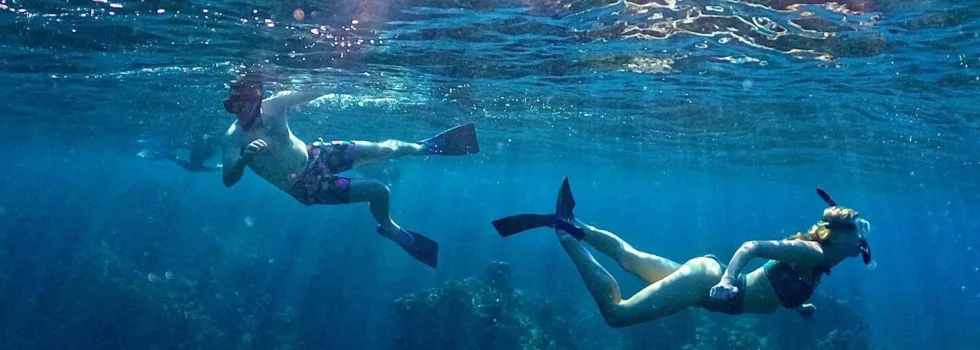 Healthy snorkel reef maui