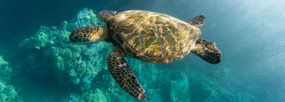 Turtle during maui tour