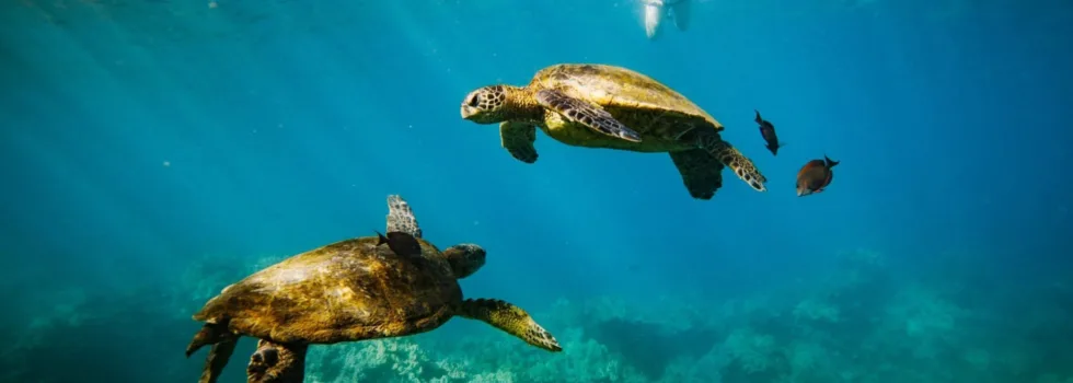 Turtle town couple maui