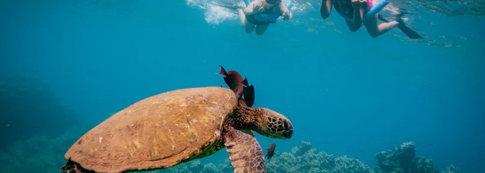 Turtle town snorkeling at coral gardens