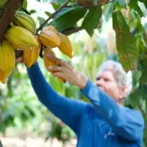 Chocolate Farm Tour and Tasting: Cacao farm maui